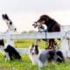 Group Of Different Dog Breed Groups Stand Near Garden Fence