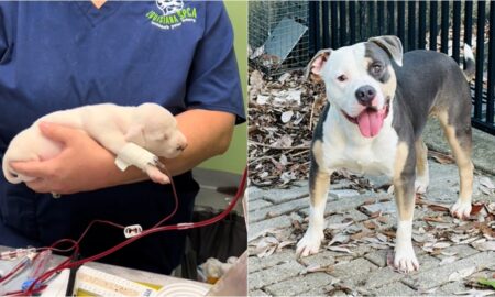Hero Dog Donates Blood To Anemic Puppy