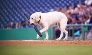 Layla The Bat Dog During Her Last Baseball Game