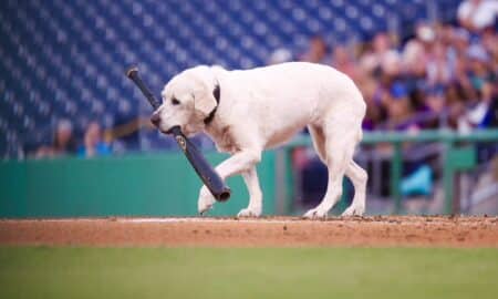 Layla The Bat Dog During Her Last Baseball Game