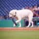 Layla The Bat Dog During Her Last Baseball Game