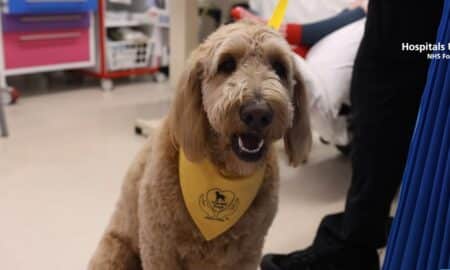 Martha the therapy dog