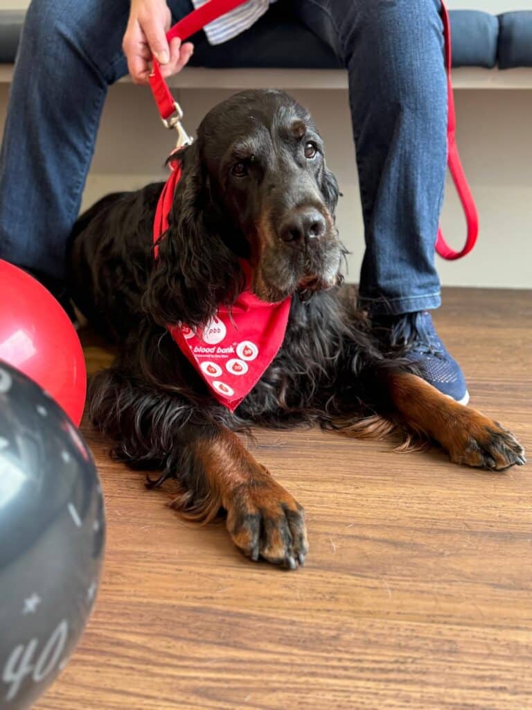 Sharwood On His Final Blood Donation Session