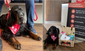 Sharwood The Dog On His 40Th And Final Blood Donation