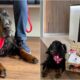 Sharwood The Dog On His 40Th And Final Blood Donation