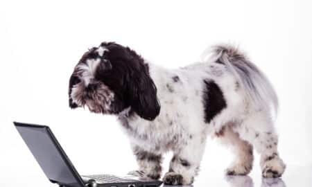 Shih Tzu Dog With A Laptop
