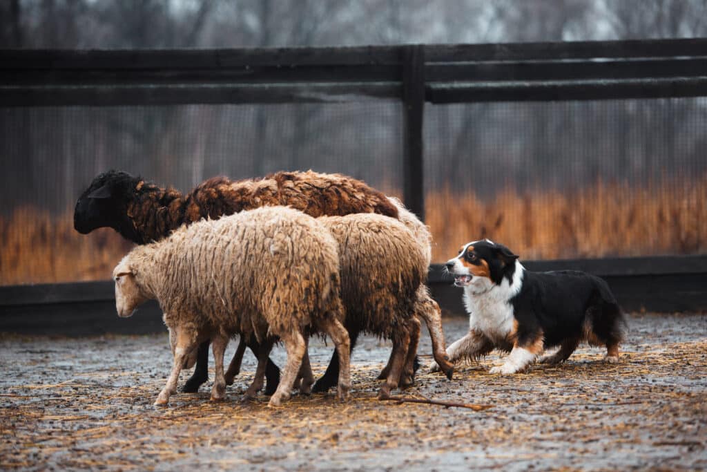 Border Collie Dog Grazing Sheep In The Paddock