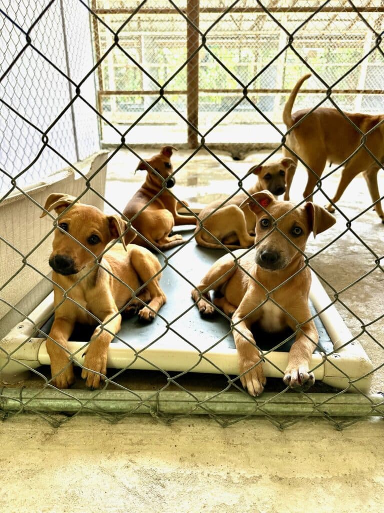 Potcake Dogs Inside Kennels