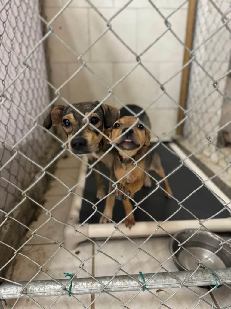 Potcake Dogs Inside A Kennel