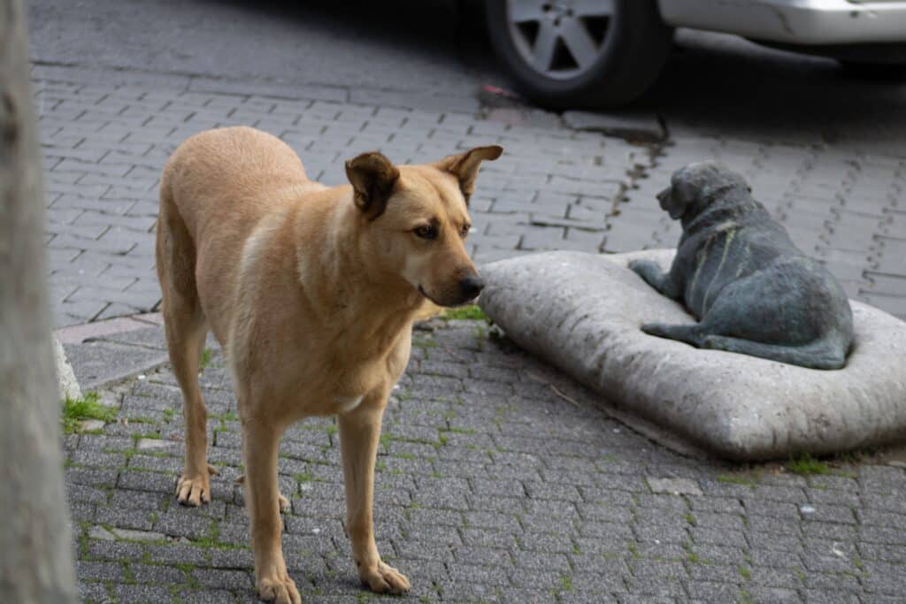 Street Dogs Of Moda Kadikoy Istanbul