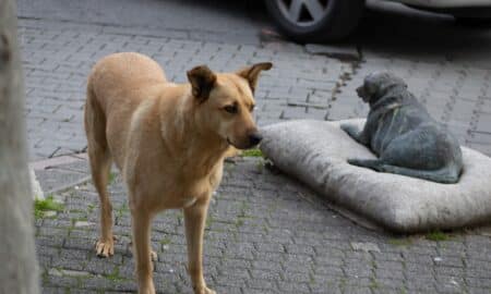 Street Dogs Of Moda Kadikoy Istanbul