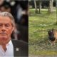 Alain Delon Wants His Dog To Be Put Down And Buried With Him