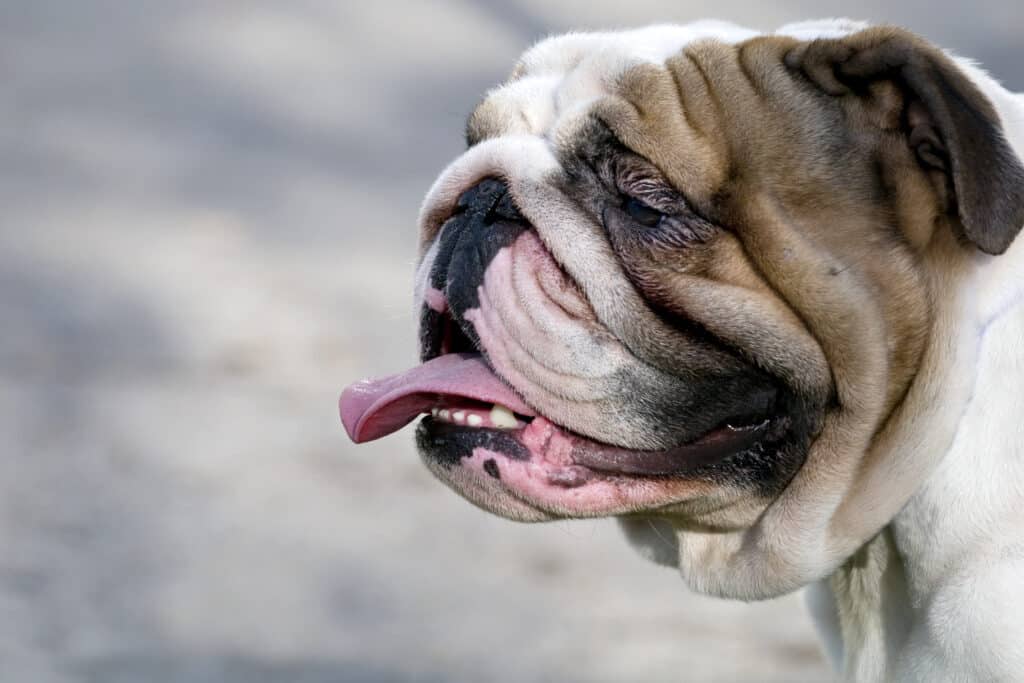 An English Bulldog, One Of The Flat-Faced Dog Breeds That Can Suffer From Health Issues