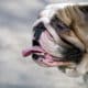 An English Bulldog, One Of The Flat-Faced Dog Breeds That Can Suffer From Health Issues