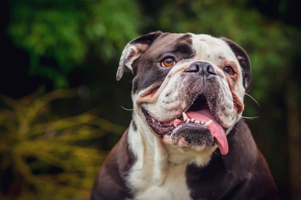 An English Bulldogge In Nature