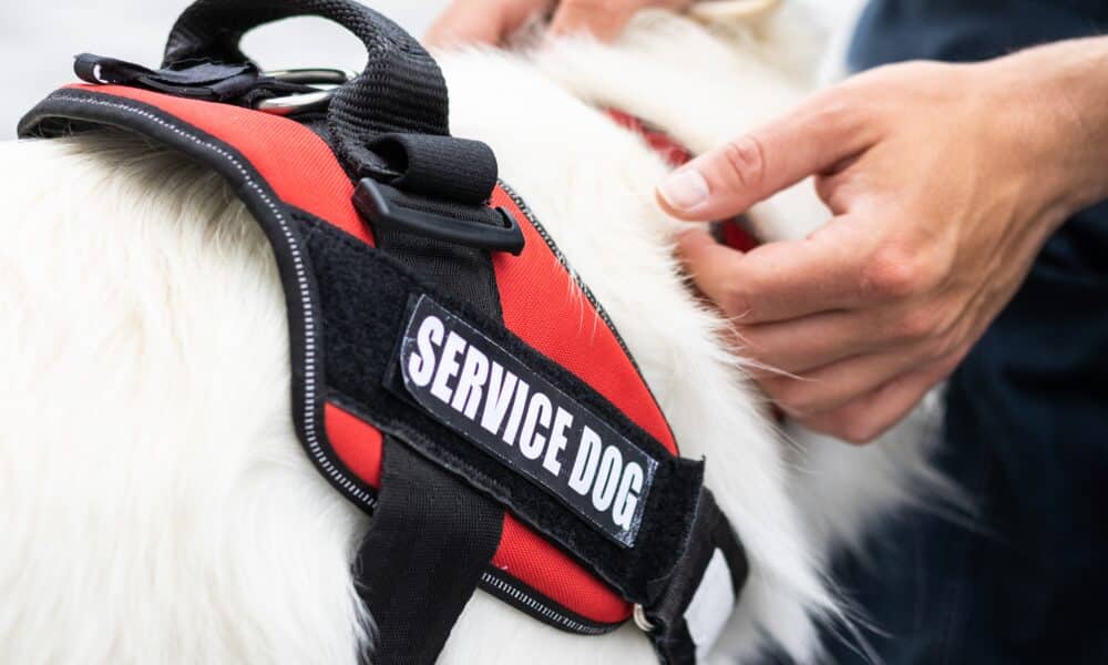 Close Up Of A Service Dog