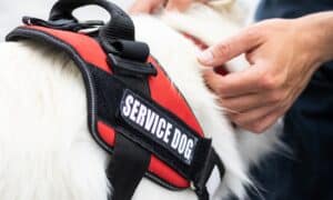 Close up of a service dog