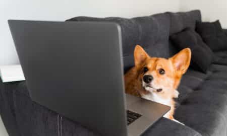 Corgi Looking Up At A Laptop