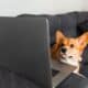 Corgi Looking Up At A Laptop