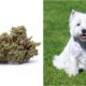 Dog Accidentally Ingests Marijuana During Walk