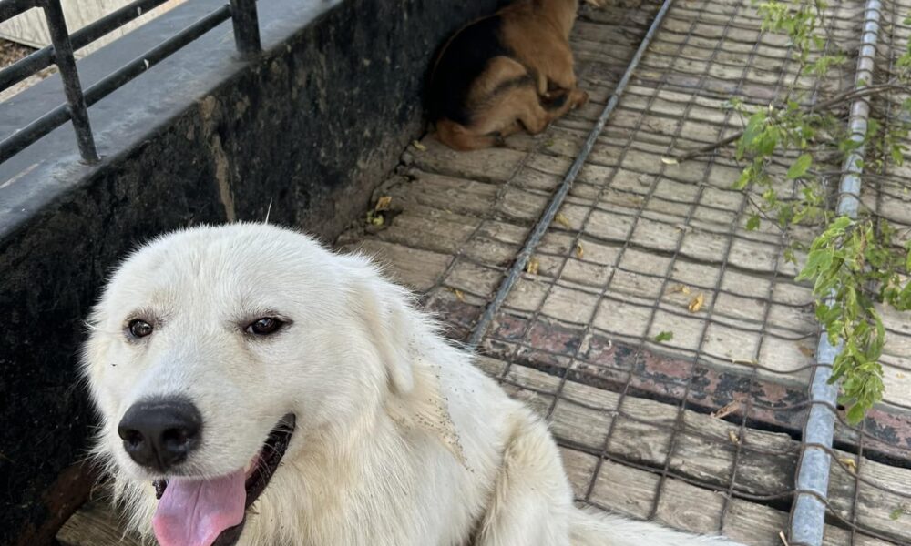 Dog And Goat Duo Reunites With Owner After Going On Adventures