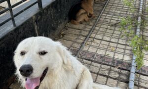 Dog And Goat Duo Reunites With Owner After Going On Adventures