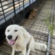 Dog And Goat Duo Reunites With Owner After Going On Adventures