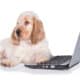 English Cocker Spaniel Puppy In Front Of A Laptop