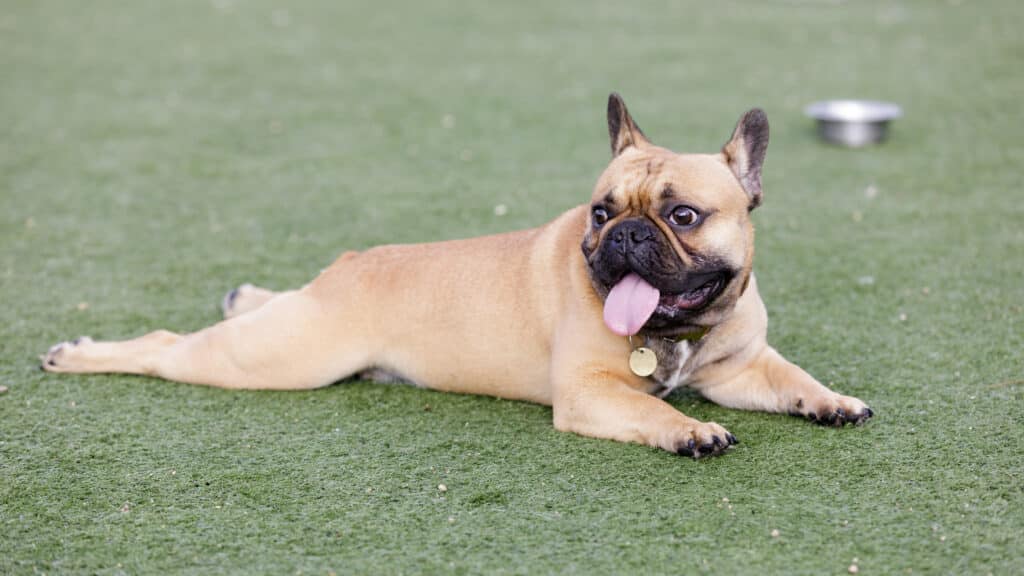 Fawn Puppy French Bulldog Lying Down And Panting With Tongue Out