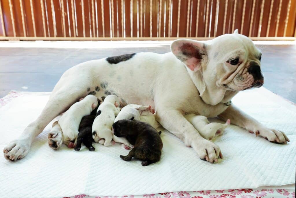 French Bulldog With Puppies