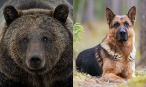 German Shepherd saves owner from bear attack