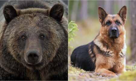 German Shepherd Saves Owner From Bear Attack