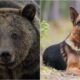 German Shepherd saves owner from bear attack