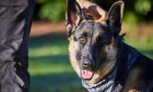 German Shepherd with owner