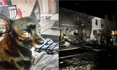 Hero Dog Saves Family From House Fire