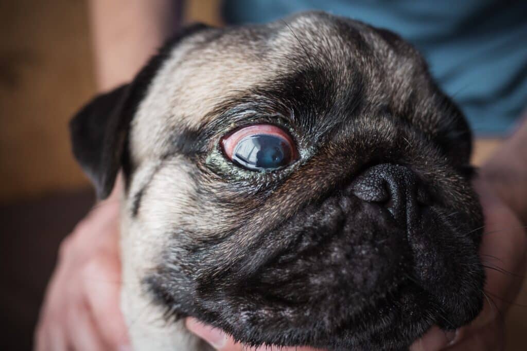 Injured Dog Eye With Damaged Scratched Cornea Of Pug