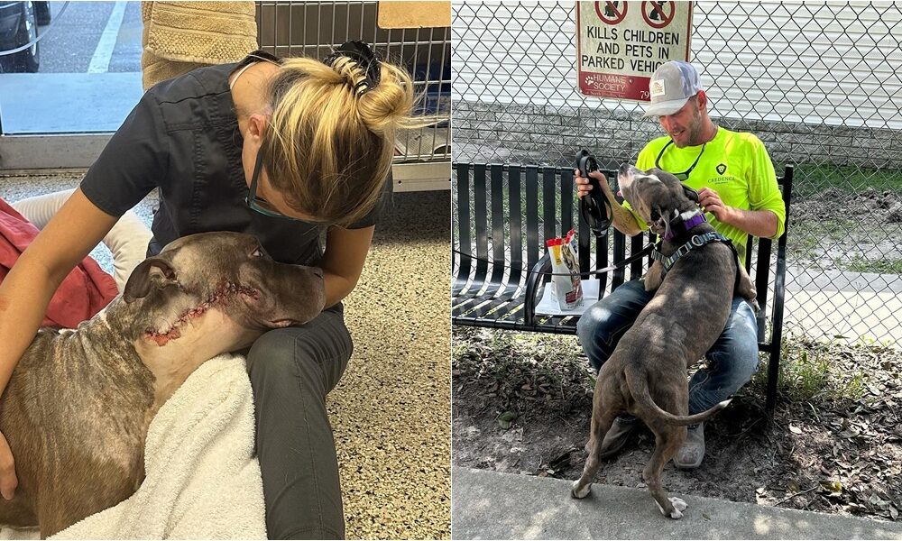 Rescue Canine Will get Facial Tumor Got rid of And Unearths A Perpetually House