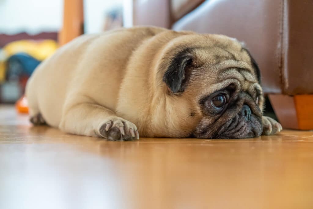 Flat-Faced Dog Breeds Breeding