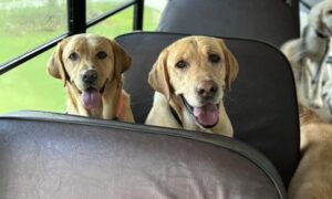 Stray Dog Chasing Pup Bus Finally Gets Seat On Bus And A Forever Home