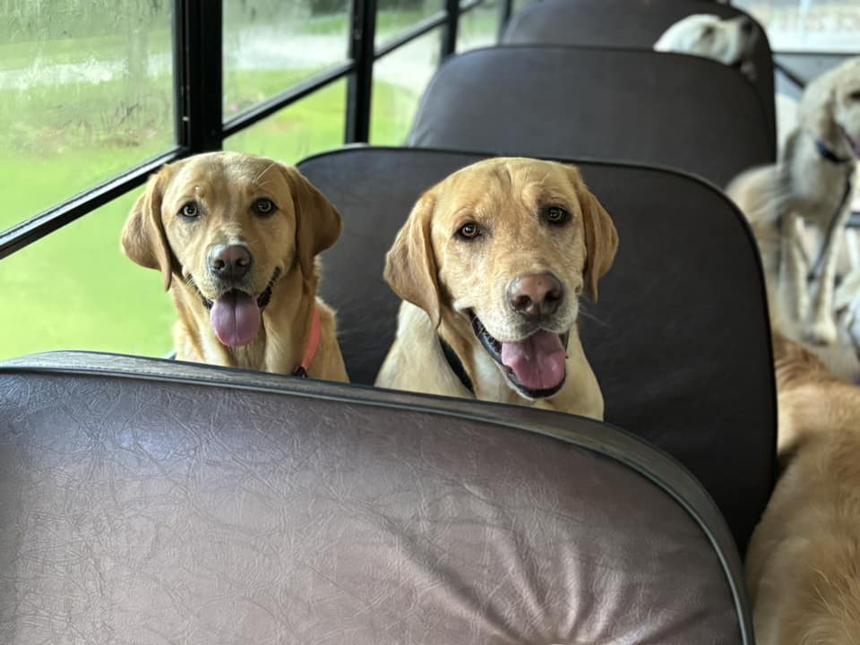 Stray Dog Chasing Pup Bus Finally Gets Seat On Bus And A Forever Home