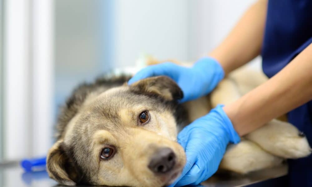 Veterinarian Examines A Large Dog In Veterinary Clinic.