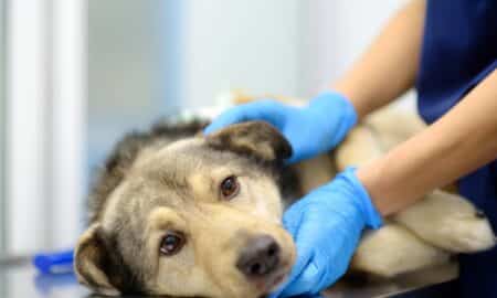 Veterinarian examines a large dog in veterinary clinic.