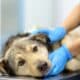 Veterinarian examines a large dog in veterinary clinic.