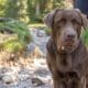 Brown Labrador In The Mountains