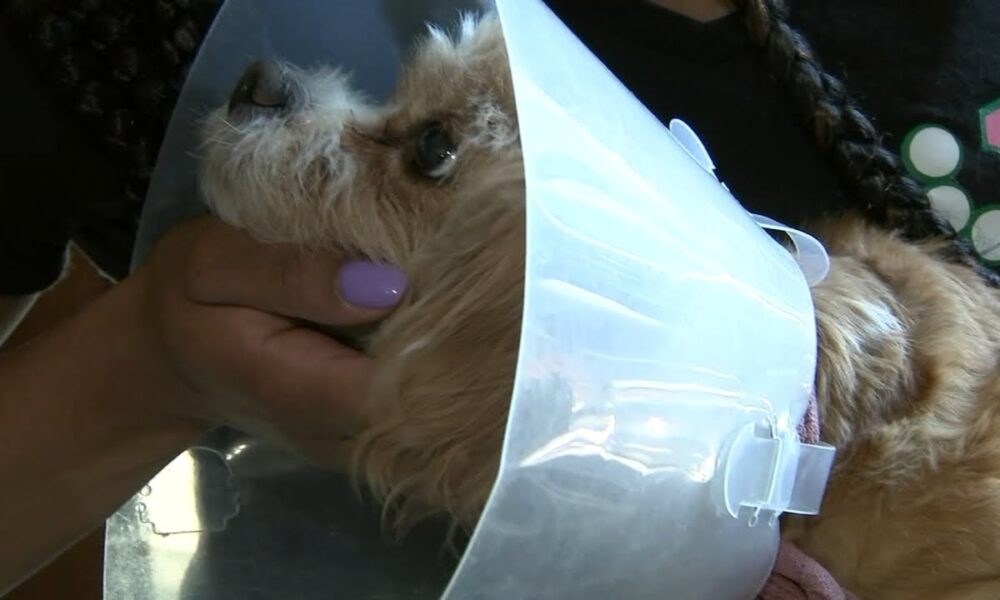 Chicago Girl Says A Vet Carried out The Mistaken Process On Her Canine