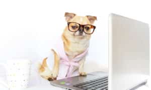 Chihuahua Wearing Glasses In Front Of Laptop