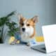 Corgi Dog Sitting At The Office With Laptop