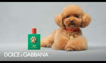 #Dgfefé: The Fragrance Mist For Dogs By #Dolcegabbana