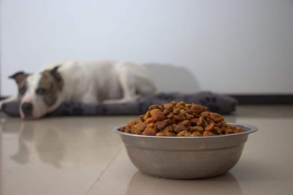 White Pitbull Lies Patiently On Its Bed Waiting In Foreground A Bowl Filled With Kibble At Home