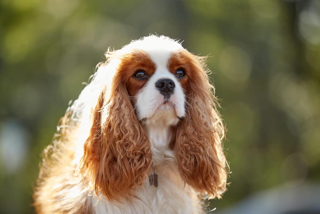 A Farsighted Dog King Charles Spaniel